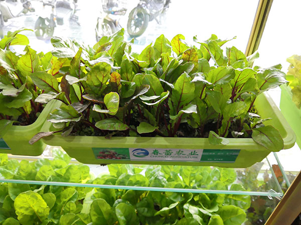 有機(jī)活體盆栽菜