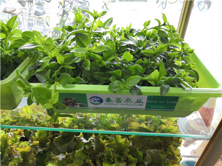 有機(jī)田七菜?